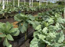 Foto: Flávio Lobo - SEAP/PA